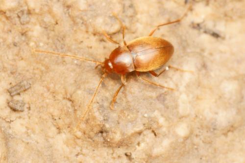 Réf. 197 515 : Troglodromus bucheti caussicola